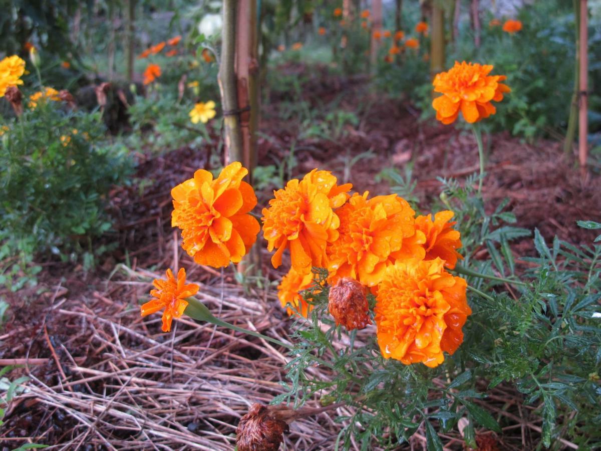 Cottage Poppy Tursac Esterno foto